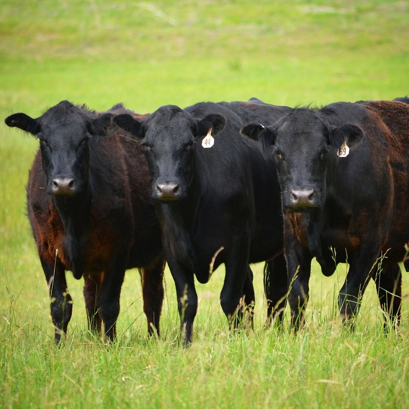 black-angus-cattle.jpg
